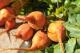 Penrith Farmers and Fine Food Market