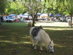 DBay_pony