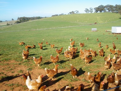 Egganic_1